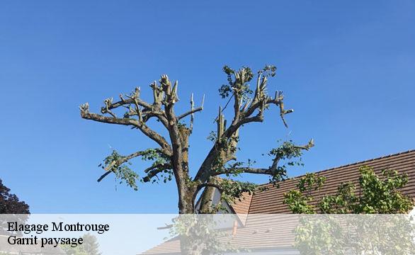 Elagage montrouge-92120 Franck paysage