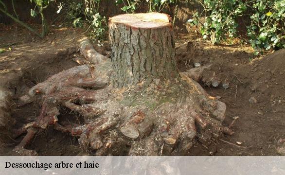 Dessouchage arbre et haie 92290